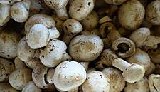 Monaghan Mushrooms Becomes Verified Origin Green Member