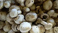 Monaghan Mushrooms Becomes Verified Origin Green Member