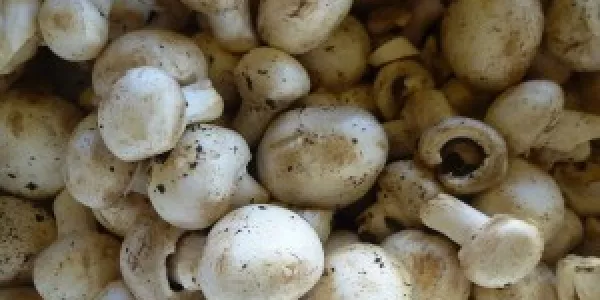Monaghan Mushrooms Becomes Verified Origin Green Member