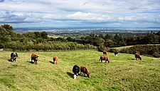 IFA: Government Must Deliver Real Access To New Beef Markets