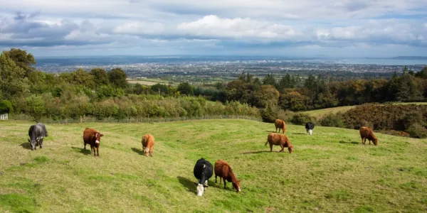 Meat Industry Ireland Praises Environmental Steps Taken By Irish Agri-Food Industry