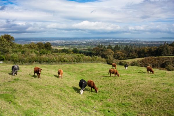 Meat Industry Ireland Praises Environmental Steps Taken By Irish Agri-Food Industry