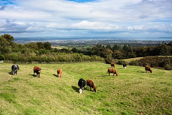 Irish Beef: Delicious, Disease-Free Import Steaks