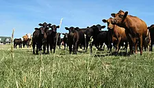 BSE Scare Confirmed As 'Isolated' Case