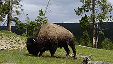 Bison Is the New Beef as Diners Swap Steak for Grass-Fed Game