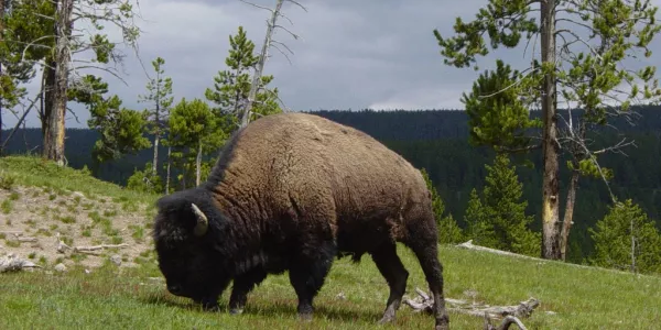 Bison Is the New Beef as Diners Swap Steak for Grass-Fed Game