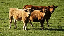 Co. Down Beef Crowned Winner At The Great Taste Awards