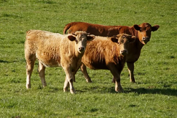 Co. Down Beef Crowned Winner At The Great Taste Awards