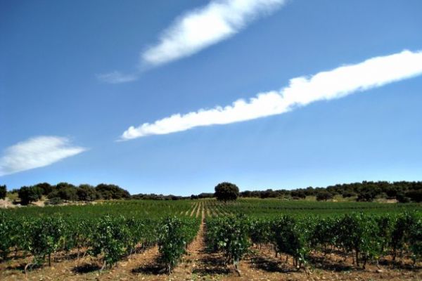 Meet the Women Changing Bordeaux’s Historic Wine Traditions