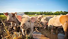Christian Puglisi Of Relae To Open Organic Farm In Copenhagen