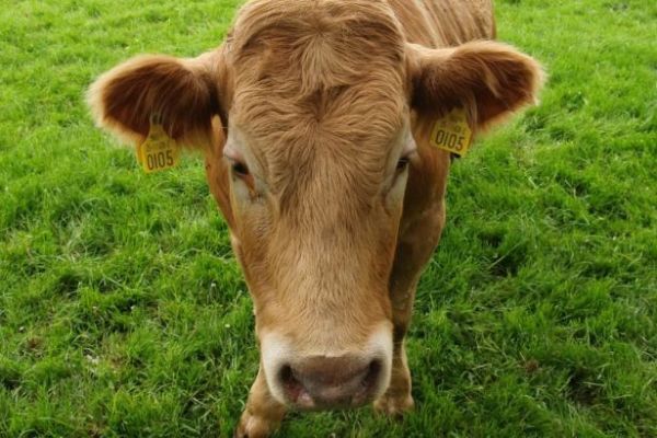 Beef 2016 at Teagasc Grange Attracts Thousands Of Farmers