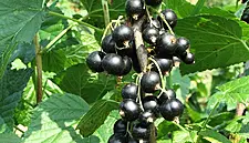Wexford Blackcurrants Apply For EU Protected Status