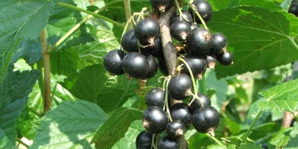 Wexford Blackcurrants Apply For EU Protected Status