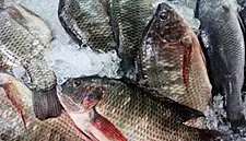 Bord Iascaigh Mhara To Establish Domestic Seafood Council