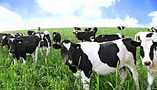Glanbia Reports Strong Showing In First Half Of 2016