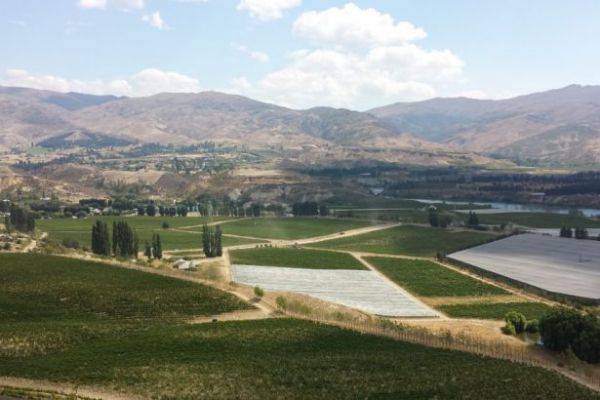 Winery Seeks 'Lord of the Rings' Inspiration in Kiwi Export Drive