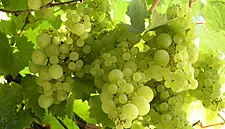 Australia Day Wine Tasting Comes To Dublin