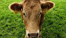 IFA Calls On Government To Take Action On Competition In Beef Sector