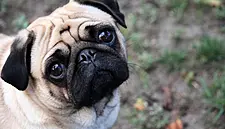 Dogs Banned From Popular Dublin Pub