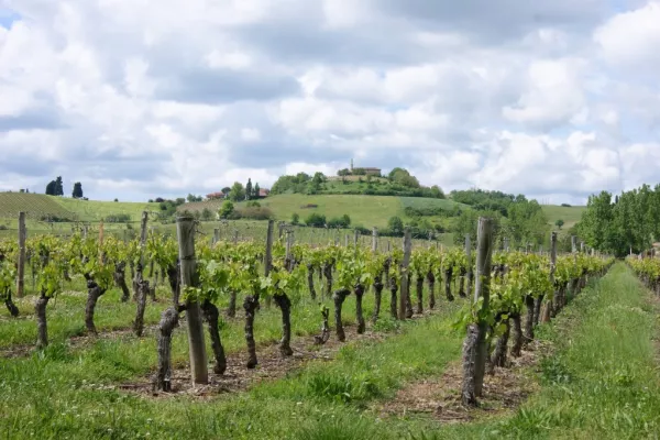 Hailstorm Ravages Chablis Vineyards In French Region Of Burgundy