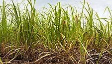 Pernod Ricard Joins Sugar Cane Sustainability Non-Profit Bonsucro