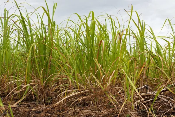 Pernod Ricard Joins Sugar Cane Sustainability Non-Profit Bonsucro
