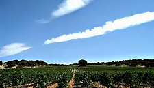 Can a Strong 2015 Vintage Change the Game for Sagging Bordeaux?