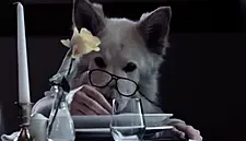 Lough Rynn Castle Scoops Manor House Award; Galway Hotel Wins Award For Hilarious 'Lonely Dog' Video