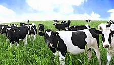 Glanbia Delivers Good Revenue Growth So Far This Year