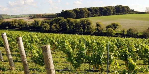 Global Wine Demand Drops To 27-Year Low