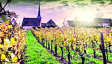 French Connection: Wines From France In Focus