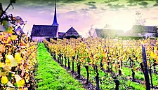 French Connection: Wines From France In Focus