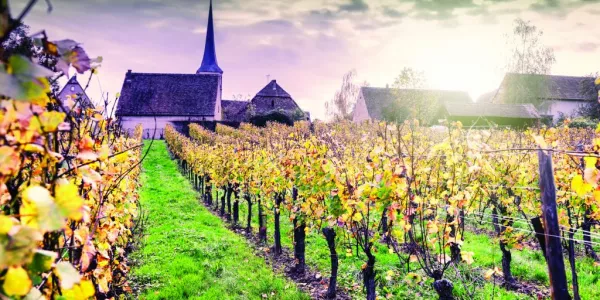 French Connection: Wines From France In Focus