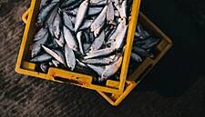 Irish Seafood Sector Grows Over 7%