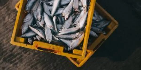 Irish Seafood Sector Grows Over 7%