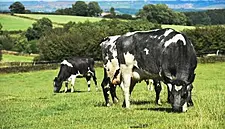 Dawn Farms CEO Calls For Low-Cost Loans For Agri Sector