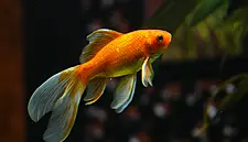 Hotel In Belguim Rents Goldfish To Lonely Guests