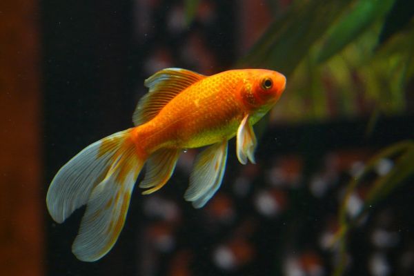 Hotel In Belguim Rents Goldfish To Lonely Guests