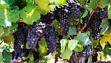 This Year's Extreme Weather Had a Serious Effect on Global Wine