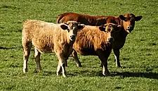 Is Wagyu The World’s Most Overrated Steak?