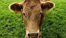 Irish Farming Sector Most Exposed By Brexit Says IFA