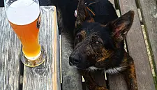 Dublin Pub To Start Selling Dog-Friendly Beer