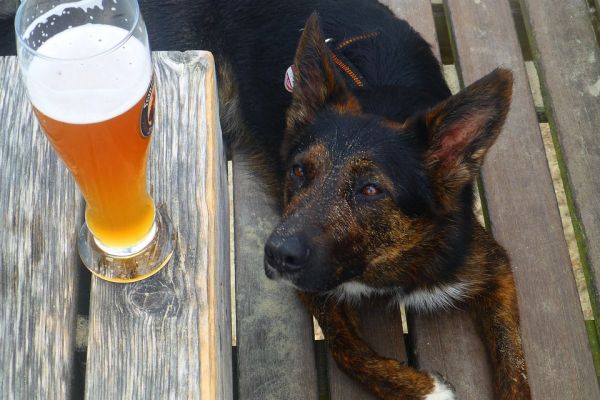 Dublin Pub To Start Selling Dog-Friendly Beer