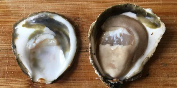 Raspberry-Flavoured Oysters? French Farmer Tries Twist on Classic