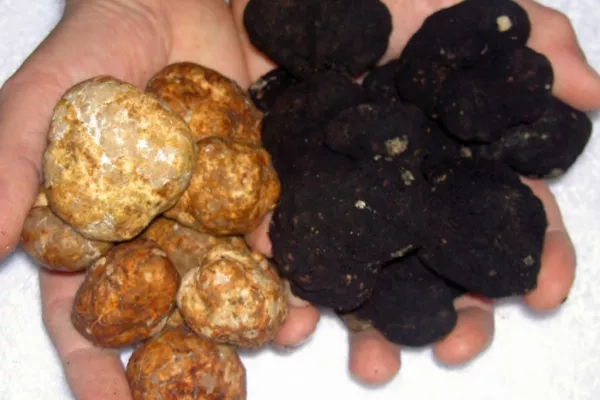 Forget Italy, Your Next High-End Truffle Is Coming From Greece