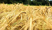France Slakes EU Brewers' Thirst After Drought Hits Barley Crop