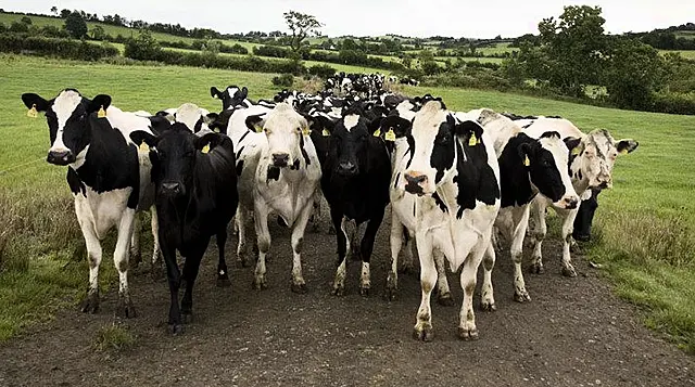 Dairy Cooperative Aurivo Posts 9.4% Increase In Turnover