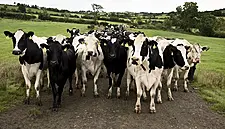 Dairy Cooperative Aurivo Posts 9.4% Increase In Turnover