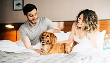 Belfast's Bullitt Hotel To Launch Dog-Friendly Rooms