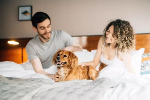 Belfast's Bullitt Hotel To Launch Dog-Friendly Rooms